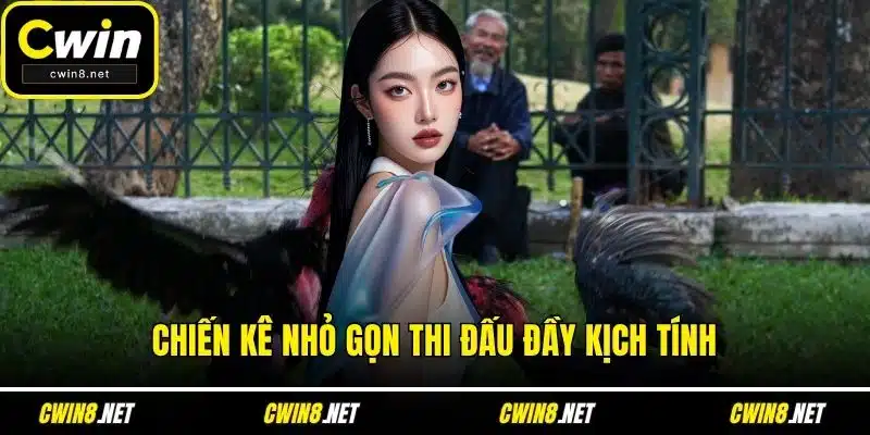 Chiến kê nhỏ gọn thi đấu đầy kịch tính