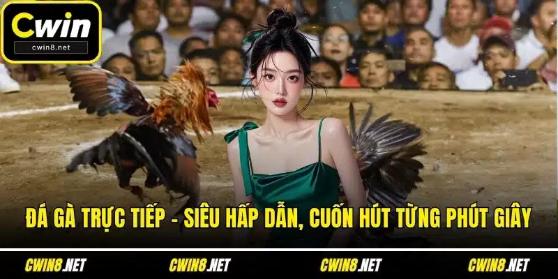 Đá gà trực tiếp