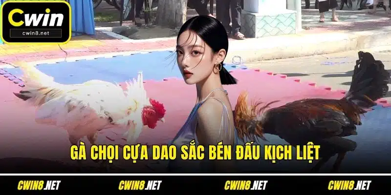 Gà chọi cựa dao sắc bén đấu kịch liệt