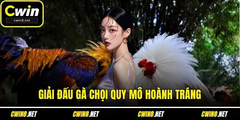 Giải đấu gà chọi quy mô hoành tráng