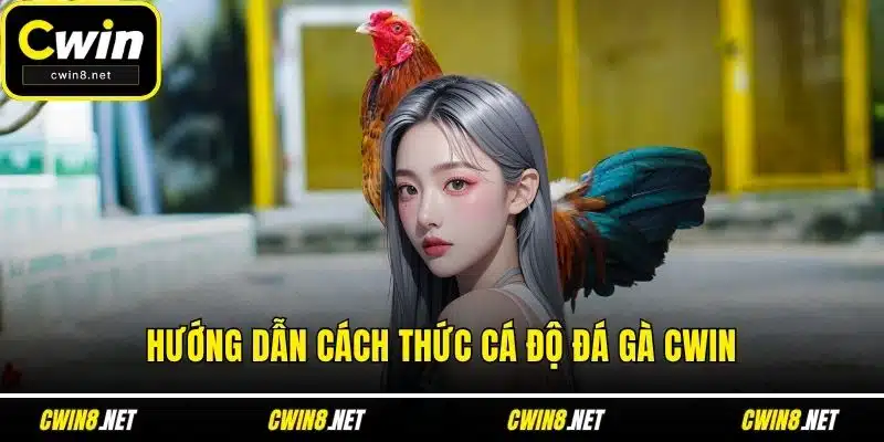 Hướng dẫn cách thức cá độ đá gà CWIN