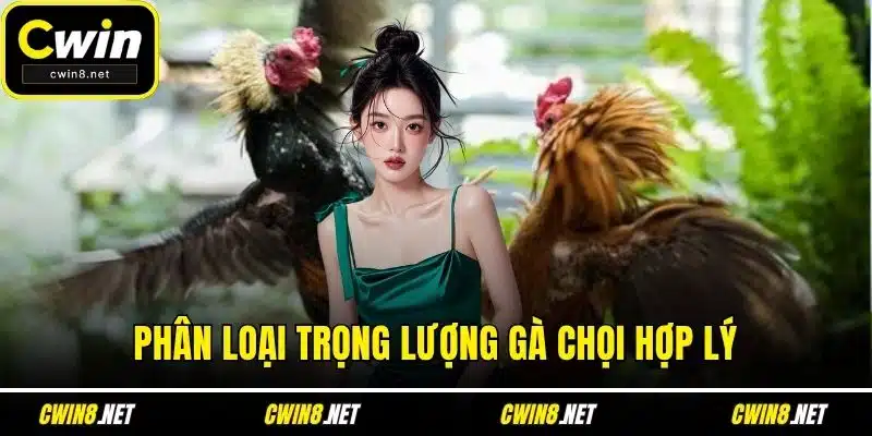 Phân loại trọng lượng gà chọi hợp lý