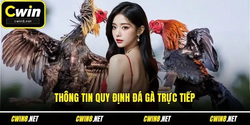 Thông tin quy định đá gà trực tiếp