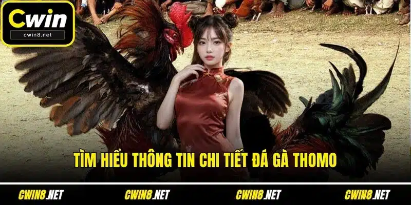 Tìm hiểu thông tin chi tiết đá gà thomo